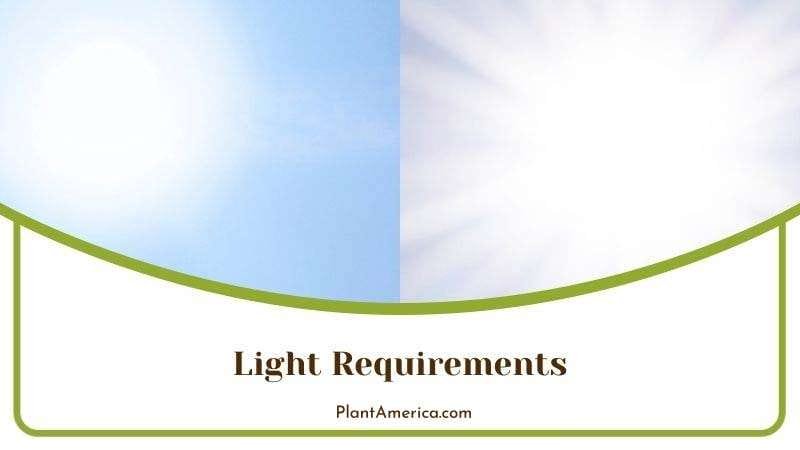 Perfect Light for Rhaphidophora Tetrasperma PlantAmerica