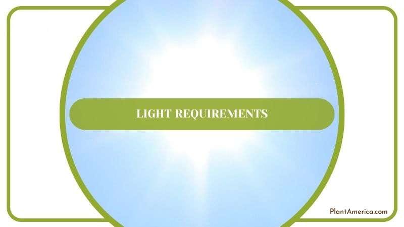 Perfect Lighting for Pink Rubber Plant Plant America