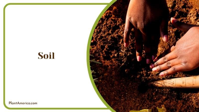 Perfect Soil Match to the Plant Plant America