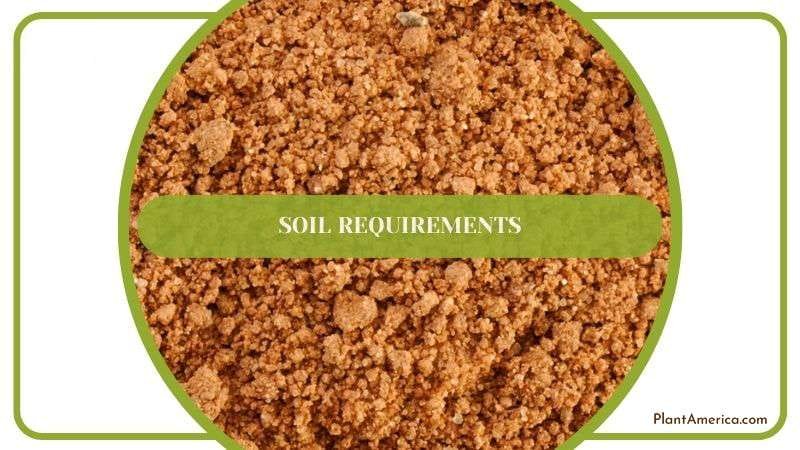 Perfect Soil Mix for Philodendron Plant America