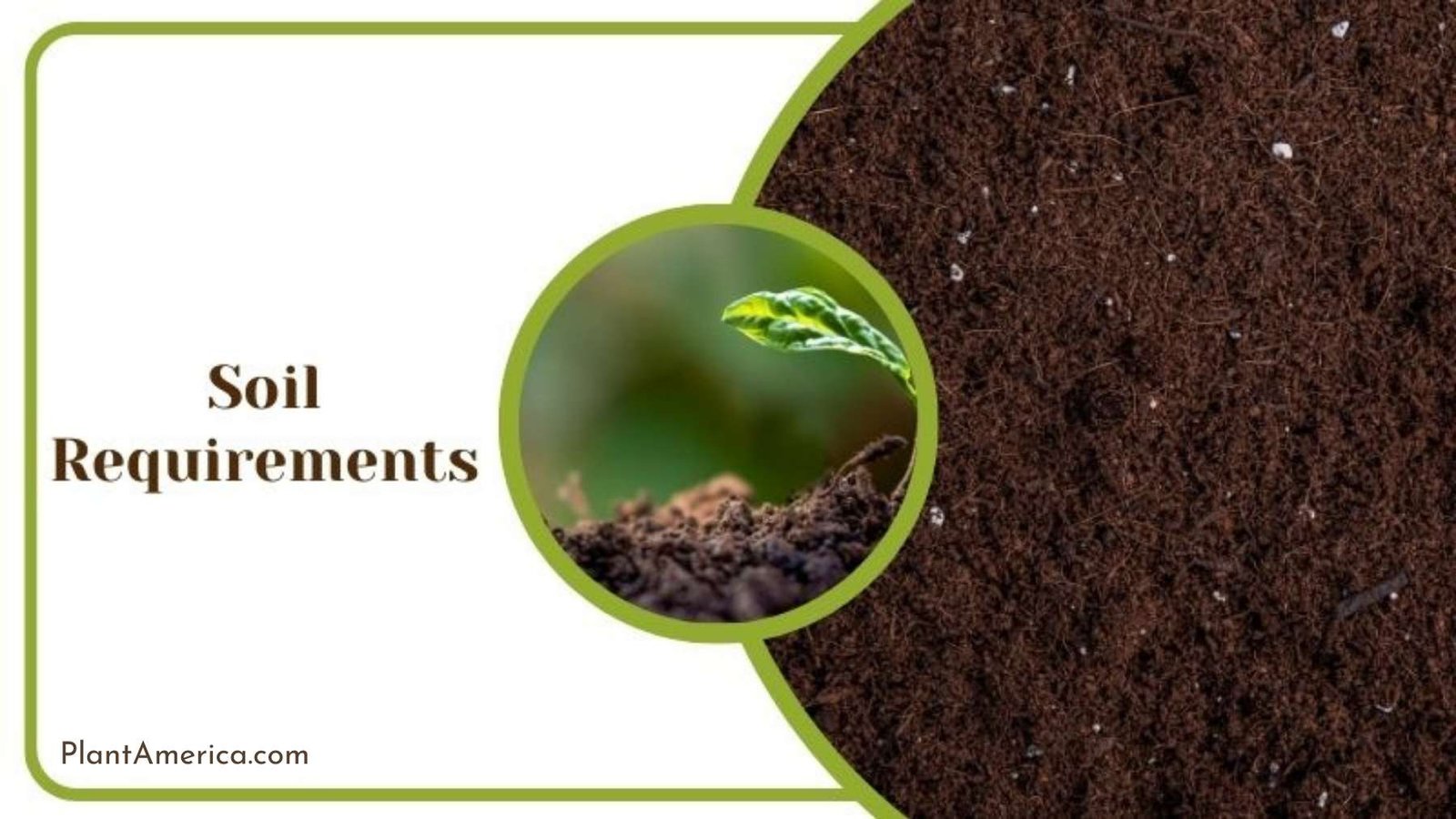 Perfect Soil Mix for Standleyana Plant ~ Plant America