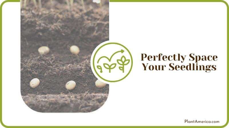 Perfect Space for Seedlings Plant America