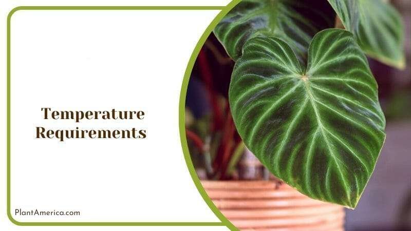 Perfect Temperature for Philodendron Atom Plant America Perfect Temperature for Philodendron Atom Plant America