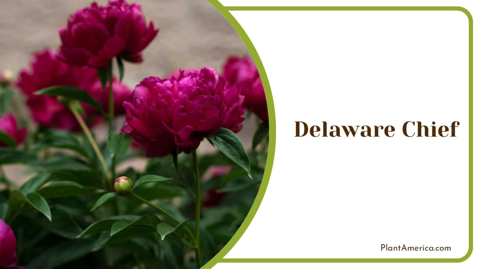 Perfection Of Delaware Chief Plant America