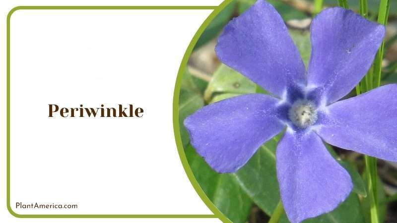 Periwinkle Flower Plant America Periwinkle Flower Plant America