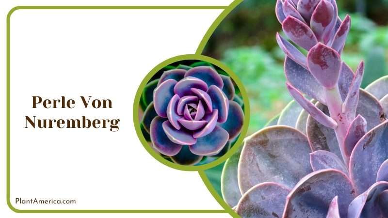 Perle Von Nuremberg Plant Plant America Perle Von Nuremberg Plant Plant America