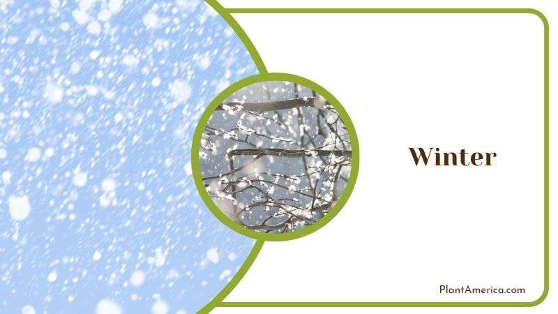 Persian Carpet Flower in Winter Plant America