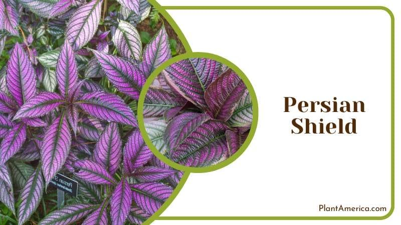 Persian Shield Growing Season Plant America Persian Shield Growing Season Plant America