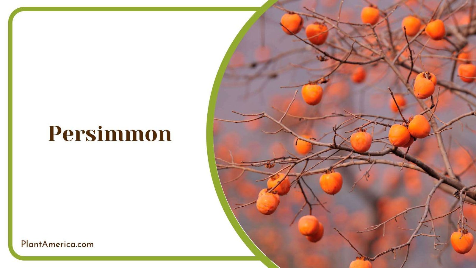 Persimmon Tree Plant America