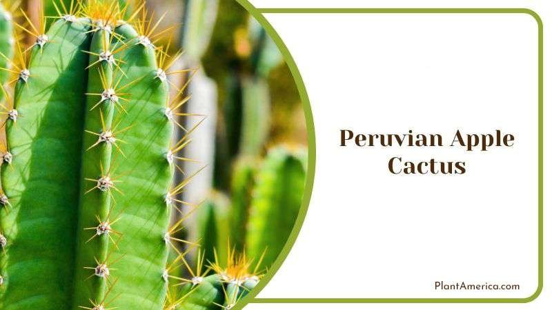 Peruvian Apple Cactus or Cereus Peruvianus Plant America Peruvian Apple Cactus or Cereus Peruvianus Plant America