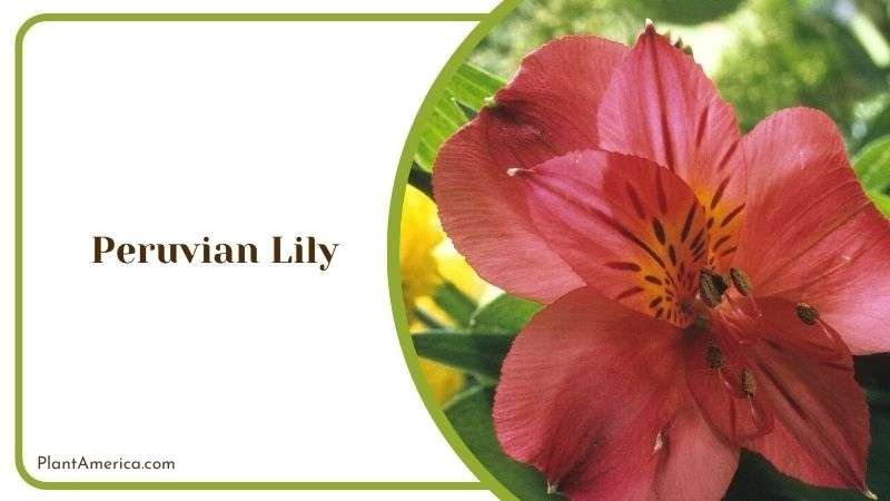 Peruvian Lily Plant America