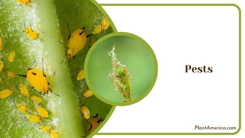 Pest Attacks on Philodendron Plant Plant America