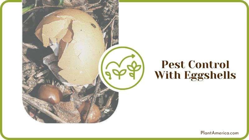Pest Control With Eggshells Plant America