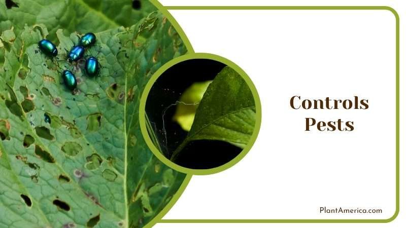 Pest Control with Pasta Water Plant America