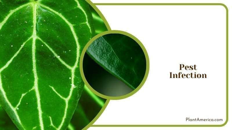 Pest Diseases in Anthurium Splendidum ~ Plant America