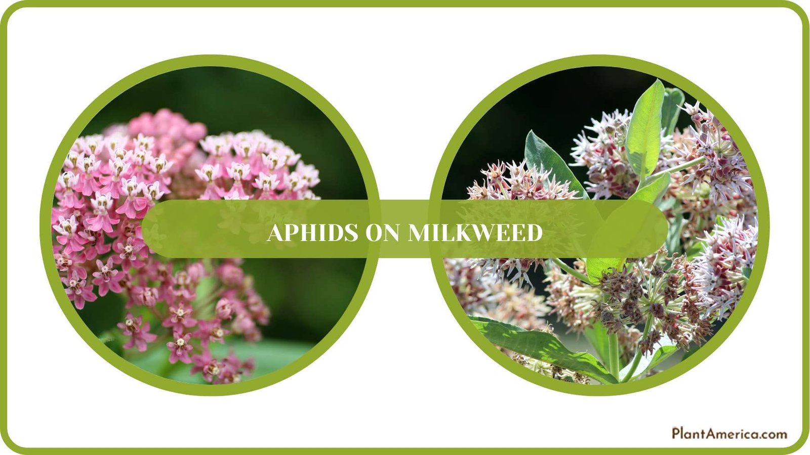 Pest Free Milkweed PlantAmerica Pest Free Milkweed PlantAmerica