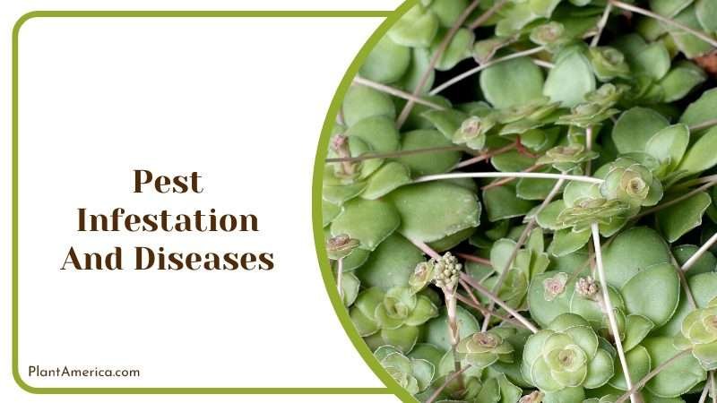 Pest Infestation And Diseases Plant America