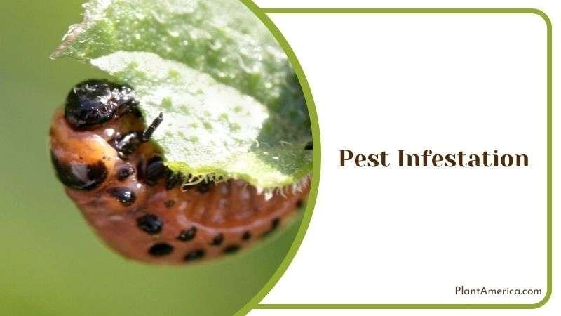 Pest Infestation Plant America