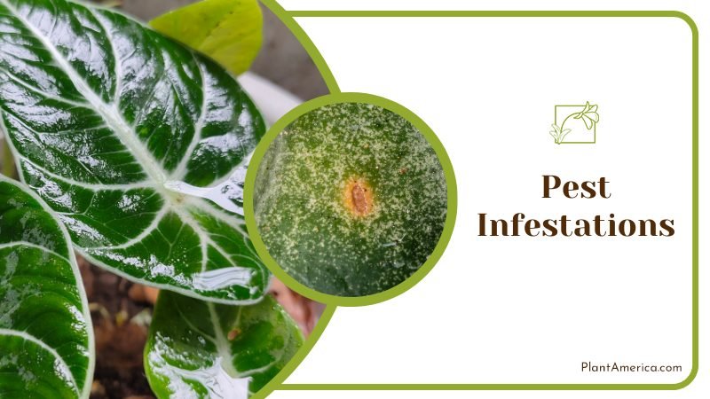 Pest Infestations ~ PlantAmerica Pest Infestations ~ PlantAmerica