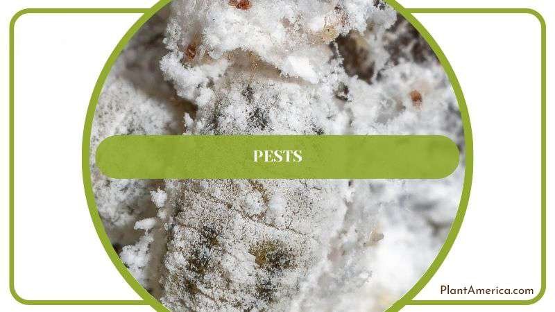 Pest Infestations in Kalanchoe Plant