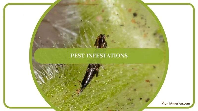 Pest Infestations in Philodendron Plant America