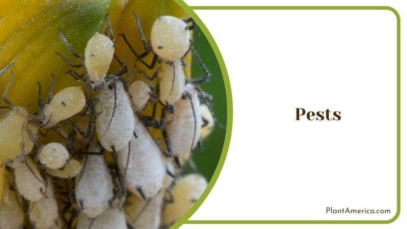 Pest Infestations on Begonia ~ Plant America