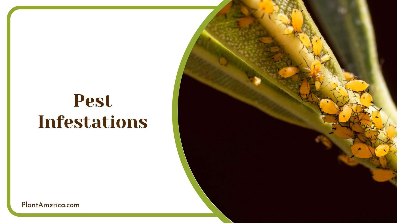 Pest Infestations on Silver Queen Plant America Pest Infestations on Silver Queen Plant America