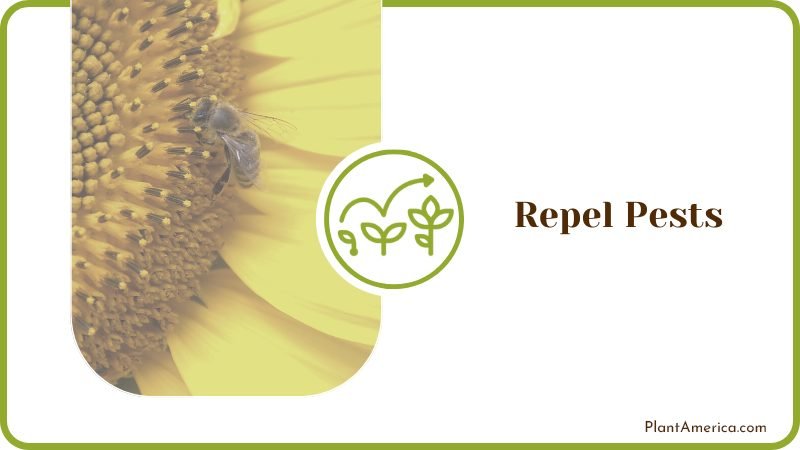 Pest in Sunflowers Plant America