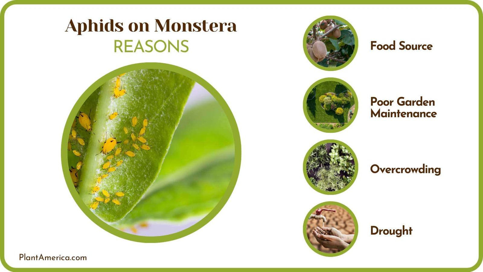 Pest on Monstera Plant ~ PlantAmerica