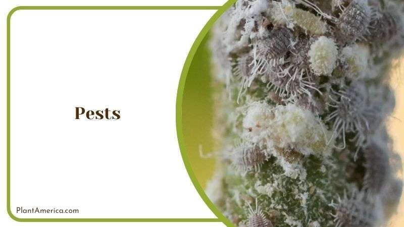 Pests Attack in Tillandsia Plant America