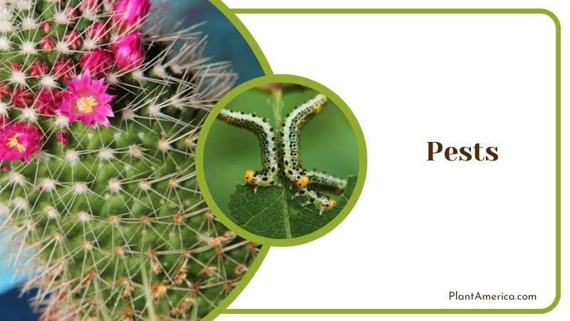 Pests Damaged Mammillaria Hahniana Plant America Pests Damaged Mammillaria Hahniana Plant America