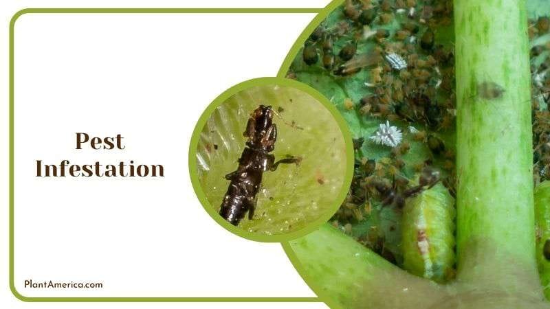 Pests Infestation in A Philodendron Burle Marx Plant America