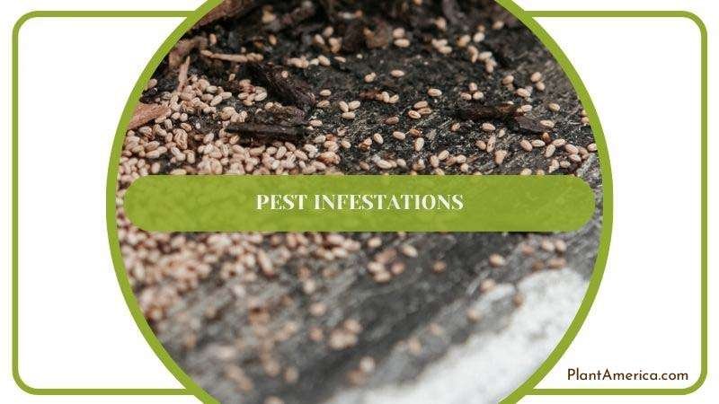 Muhamed Body Universal Image 1 Pest Infestations