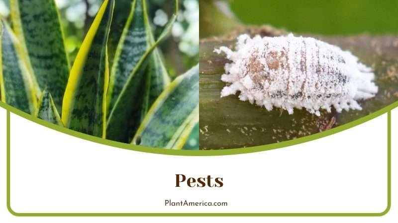 Pests Often Attack the Sansevieria Moonshine Plant PlantAmerica