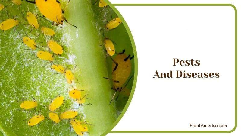 Pests and Diseases in Nussbaumerianum Plant America Pests and Diseases in Nussbaumerianum Plant America