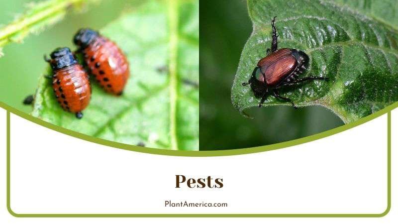 Pests in Coarctata Plant Plant America Pests in Coarctata Plant Plant America