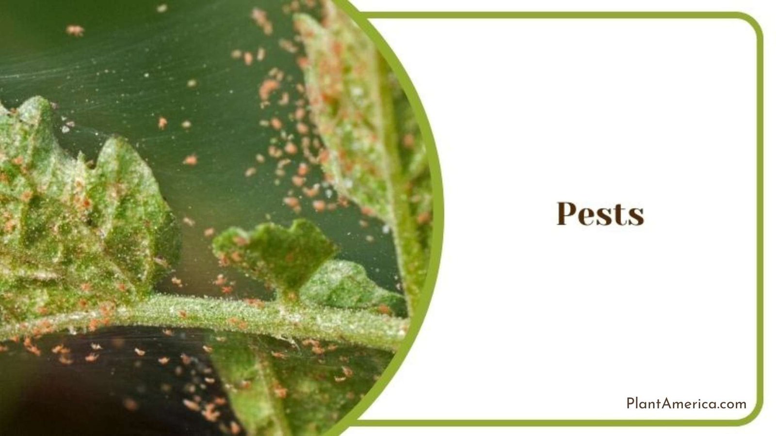 Pests in Dracaena Plant Plant America Pests in Dracaena Plant Plant America