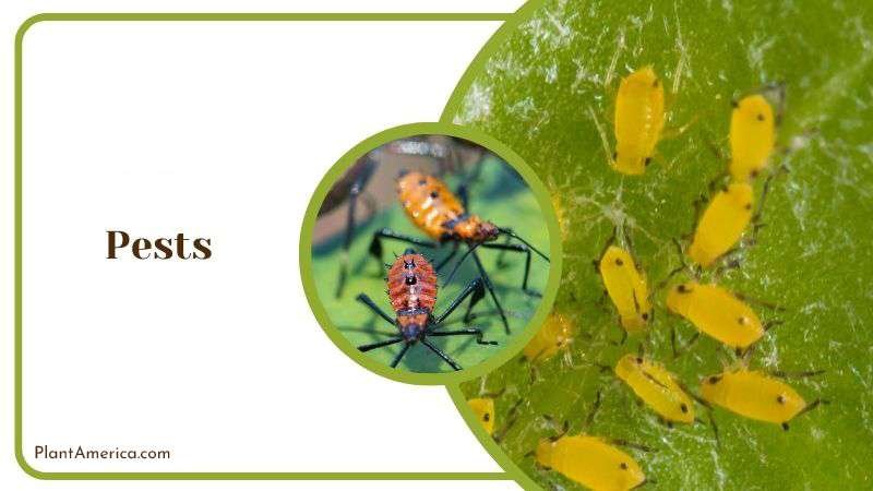 Pests in Edithcolea Grandis Plant America