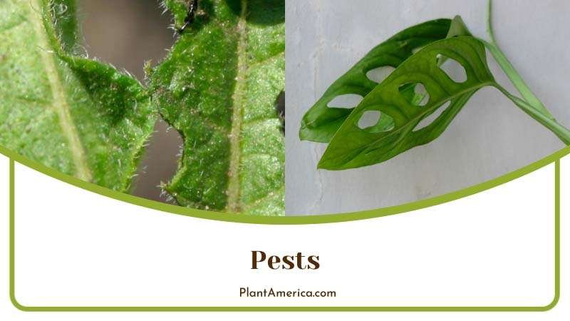 Content Image Plant Profile Sujon Pests in Monstera Leaves