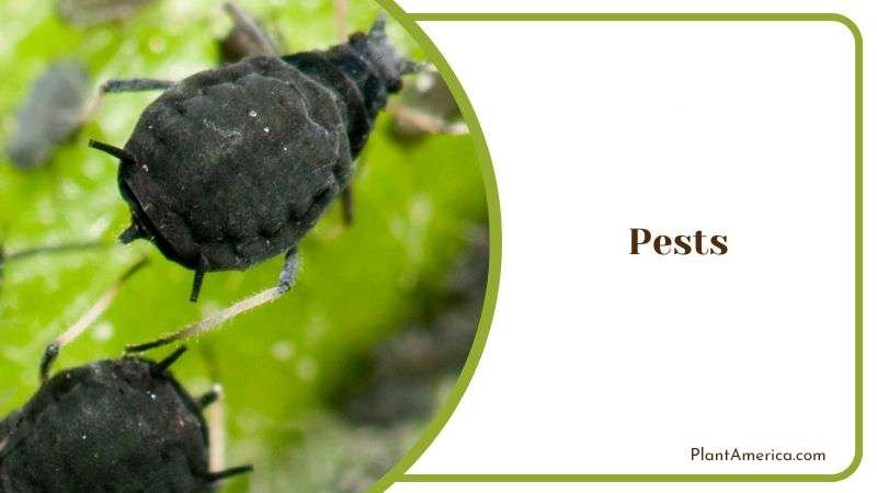 Pests in String of Bananas Plant America