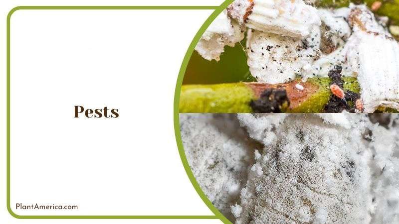 Pests of Anacampseros Plant Plant America