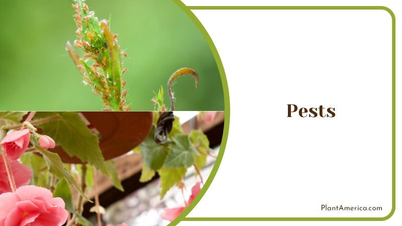 Pests on Begonia Conchifolia ~ PlantAmerica
