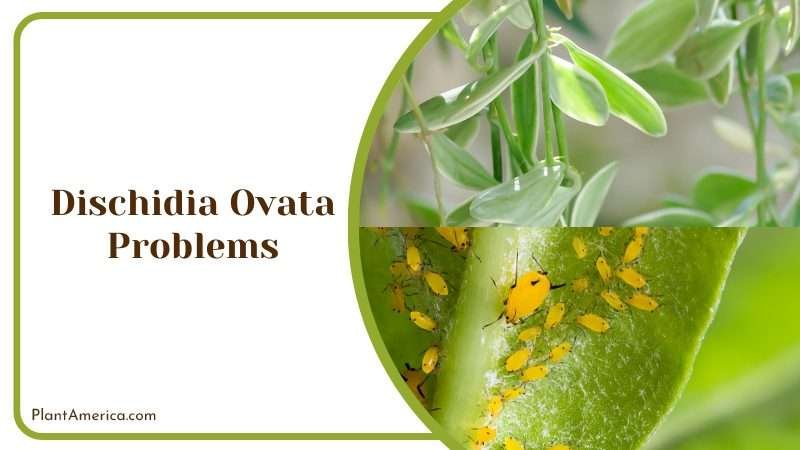 Pests on Dischidia Ovatav