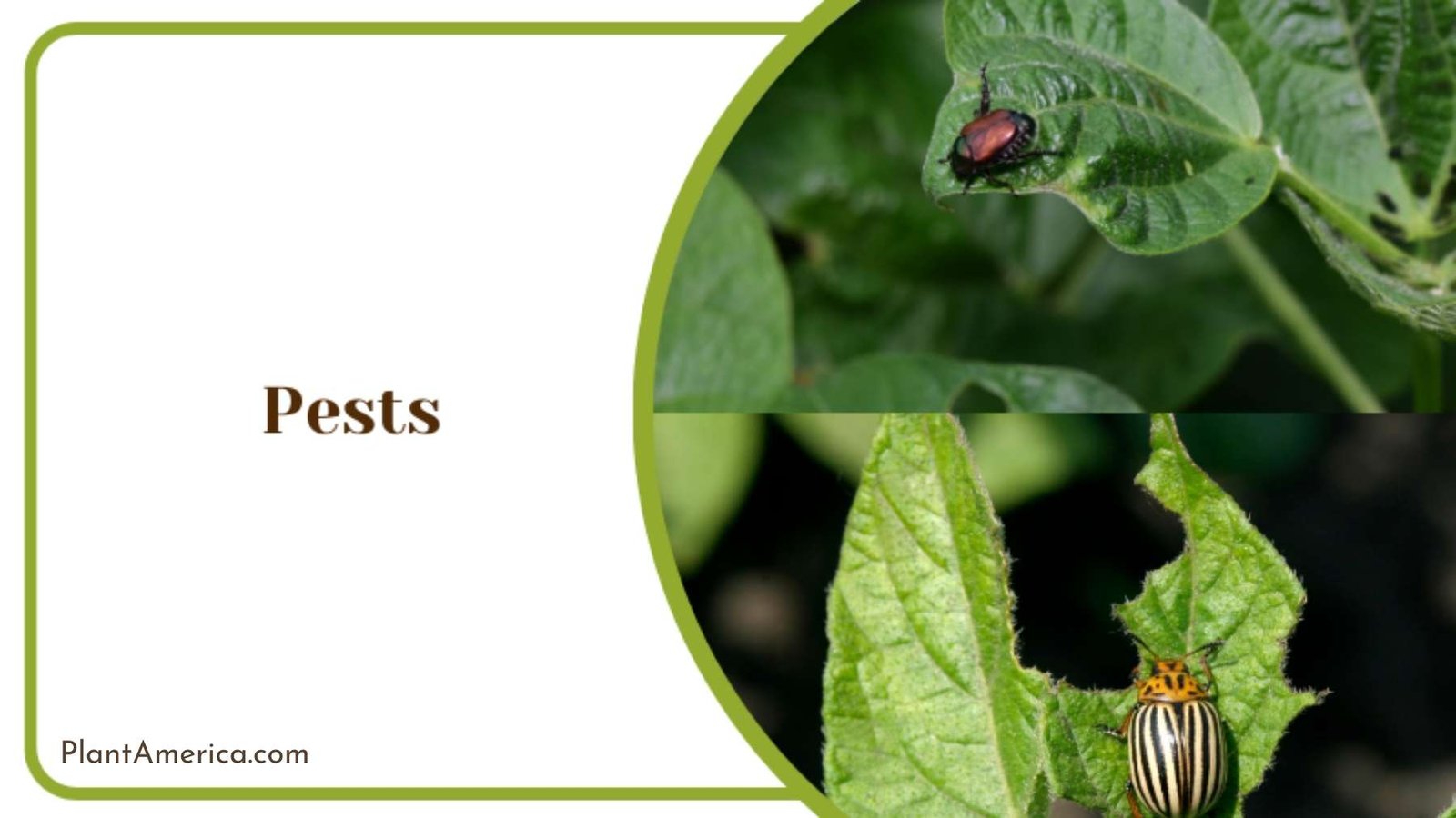 Pests on Leaves ~ Plant America