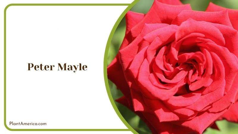 Peter Mayle Plant America