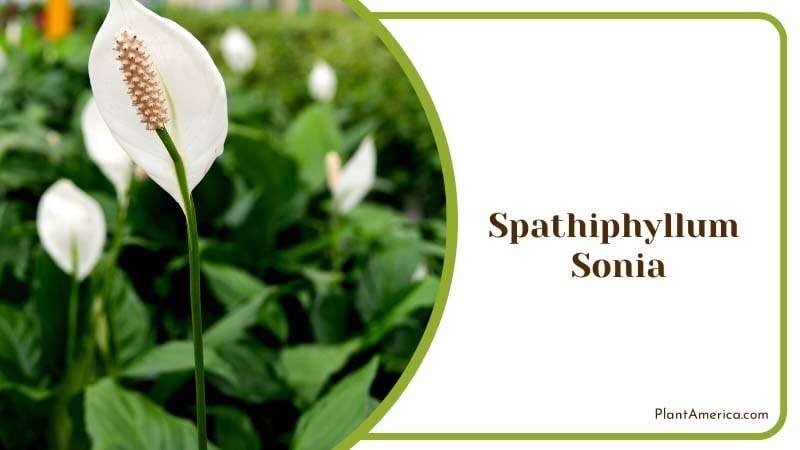 Petite Charm of Spathiphyllum Sensation PlantAmerica