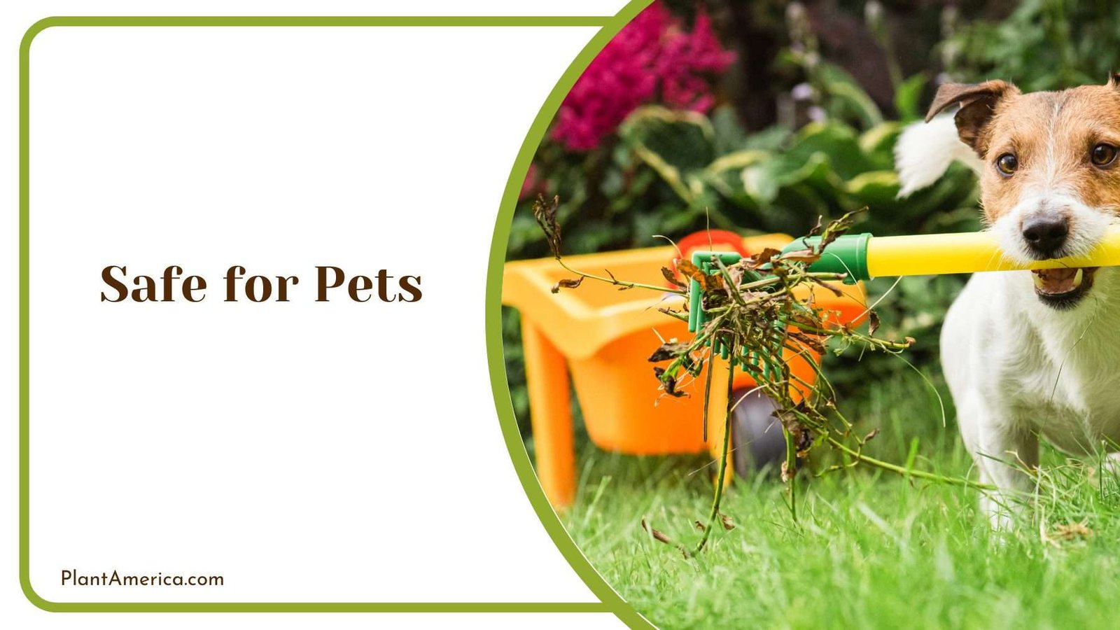 Pets with Weed Plant America Pets with Weed Plant America