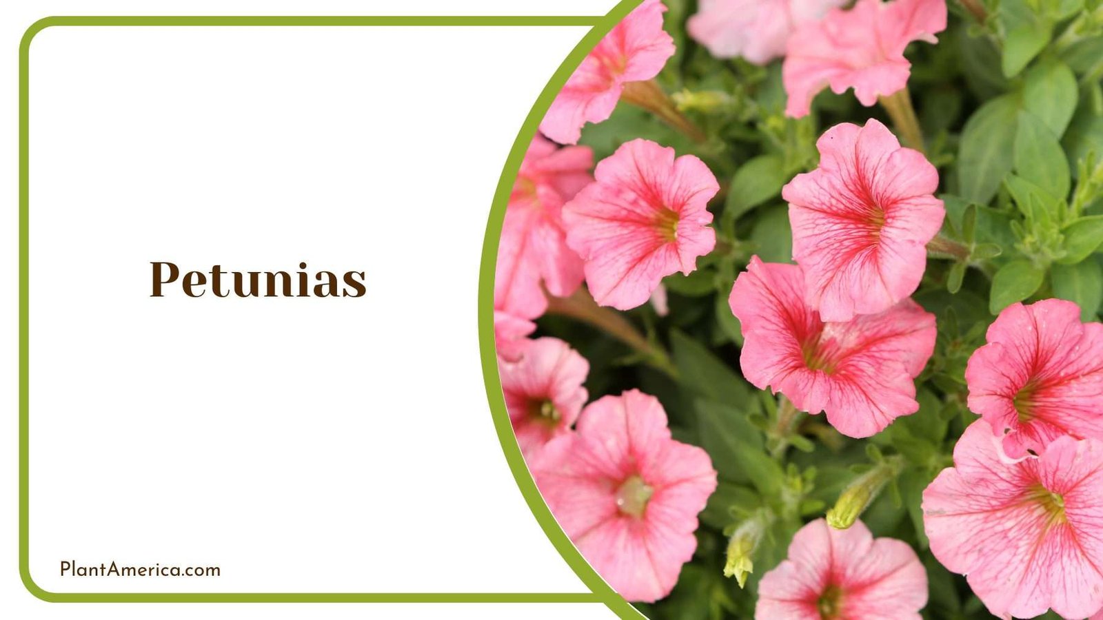 Petunias Colorful Flower Plant America