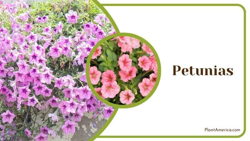Petunias drive no see ums away PlantAmerica