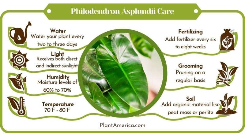 Philodendron Asplundii Care Plant America Philodendron Asplundii: Care Tips for the Evergreen, Exquisite Climber